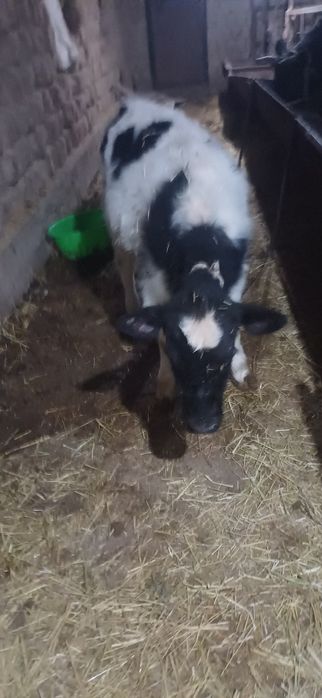 Ургашы бузау сатылады