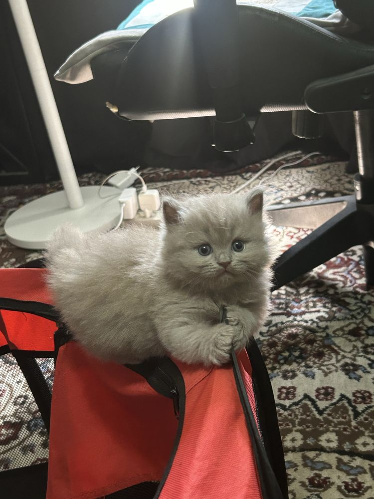 Британские котята от Родословной папы