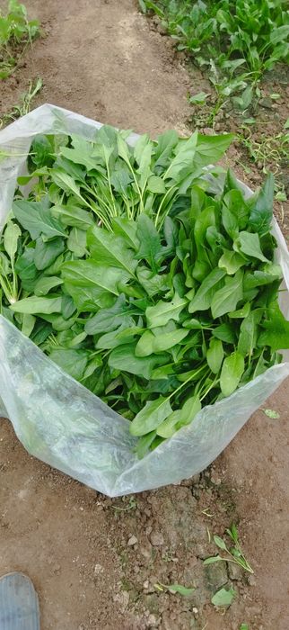 Ismaloqlar bor issiqhonada yetishtirilgan.