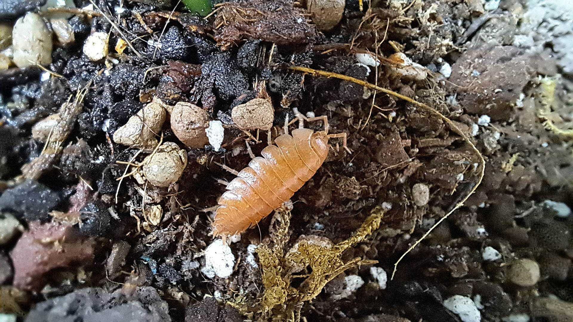 Isopode, Izopode - Porcellio scaber Orange terariu ecosistem