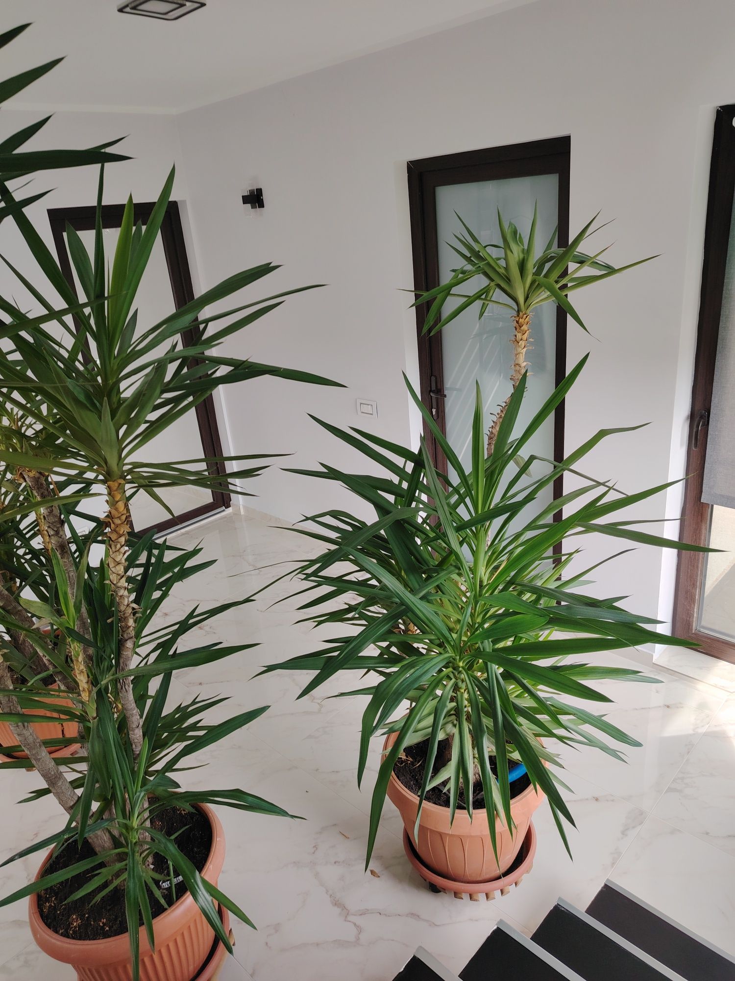 Vand plante YUCCA si palmieri
