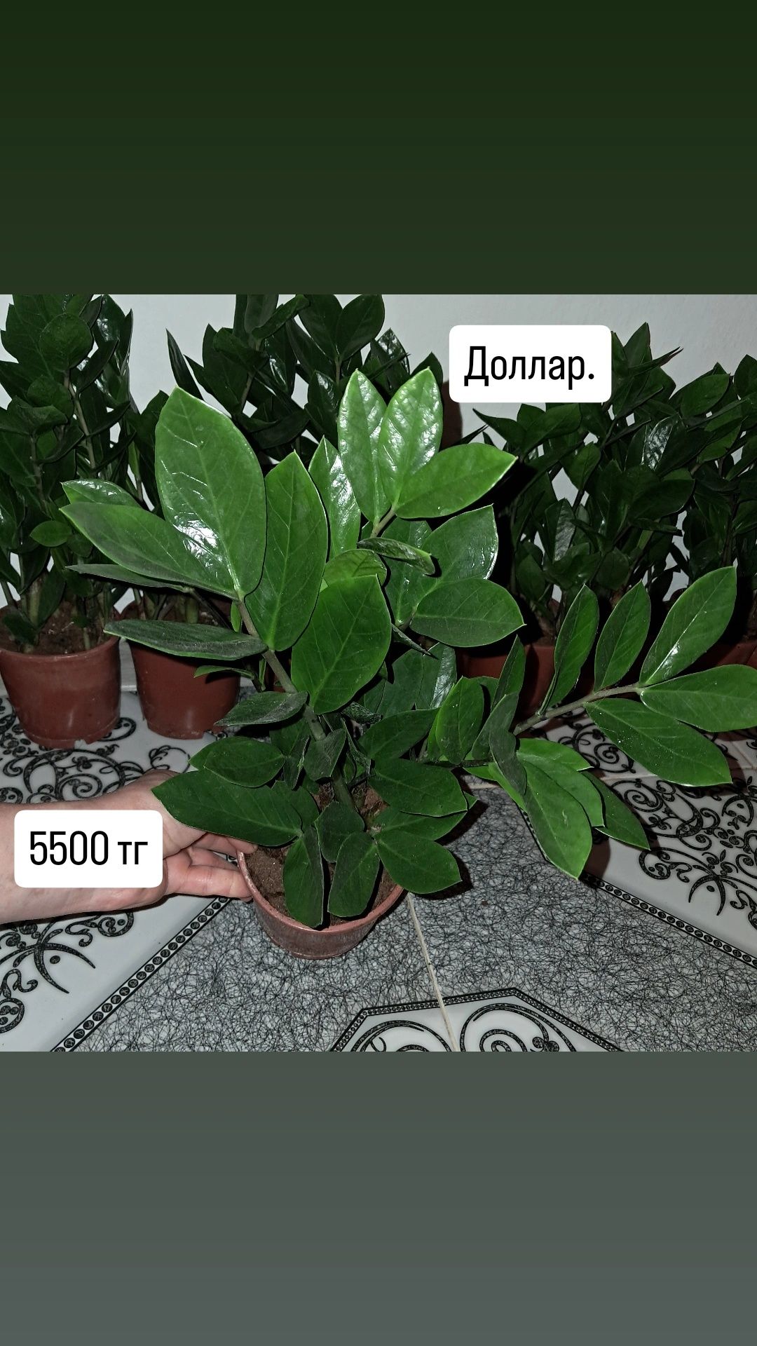 Замиокулькас(Доллар) Мырзакент
