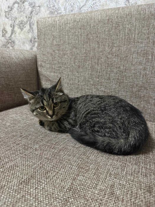 Отдам котят в добрые руки.