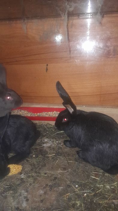 Iepurasi de vanzare fluture german