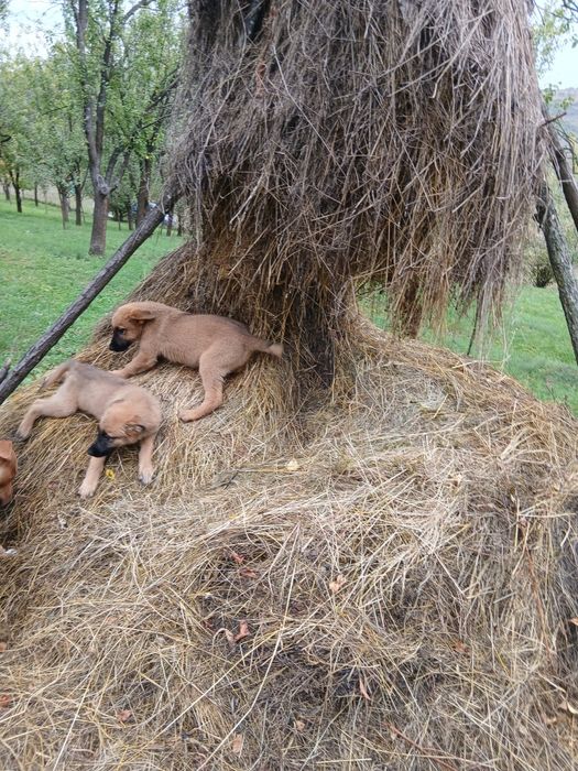 Căței de rasă mixtă caută o nouă locuință, căței au 8 săptămâni mănânc