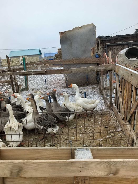 Гуси продается. Домашний