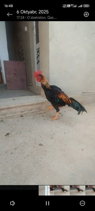 Shalpan xoʻroz sotiladi