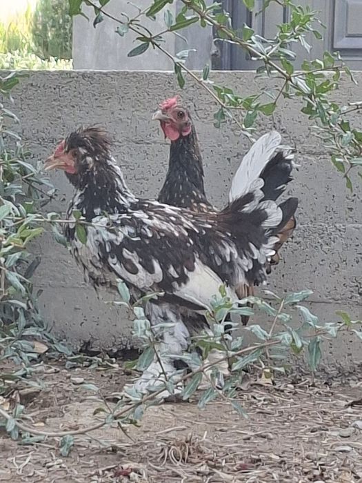 5 ойлик тилла Сибрайт ва тоза япон жўжа сотаман