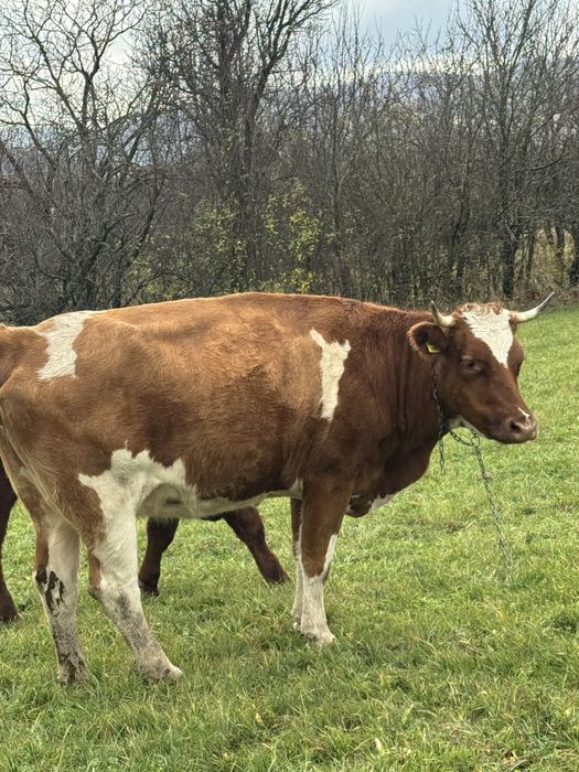 Vand Vaca si Juninca