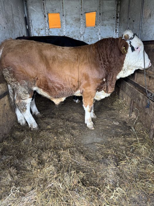 Vand taur de 620-650kg