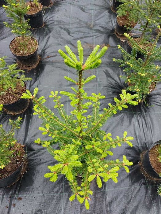 Brad american Abies balsamea la ghiveci 5L- inaltime 60-80 cm (6 ani)