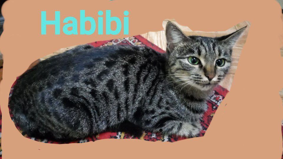 Hadiyaga mushuk 2.5 yosh aqilli yuvash latoq biladi