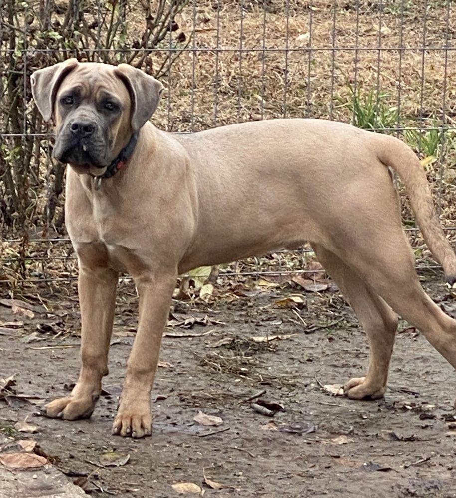Mascul Cane Corso cu Pedigree