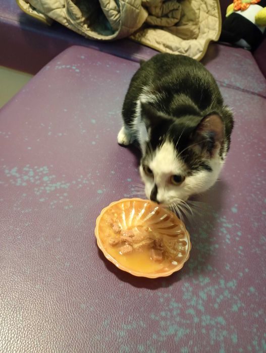 Подарявам котарак