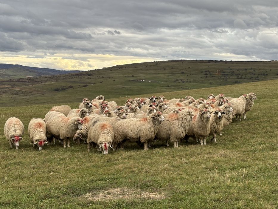 Oi  bune  de  vanzare