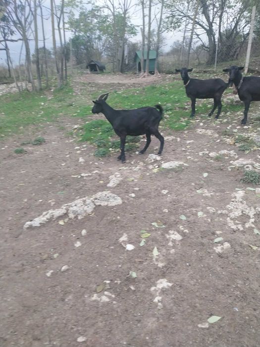 Млади млечни заплодени кози