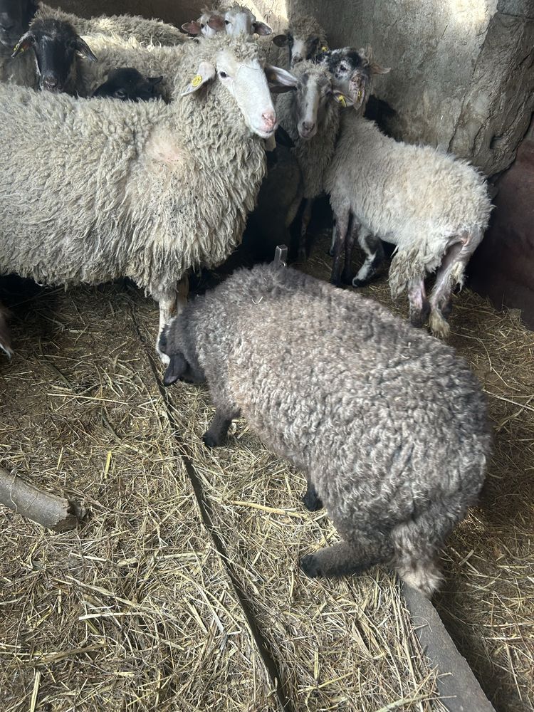 Miei de vanzare