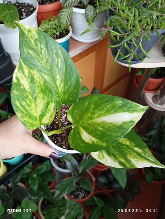 Продам растения по 1000 тенге