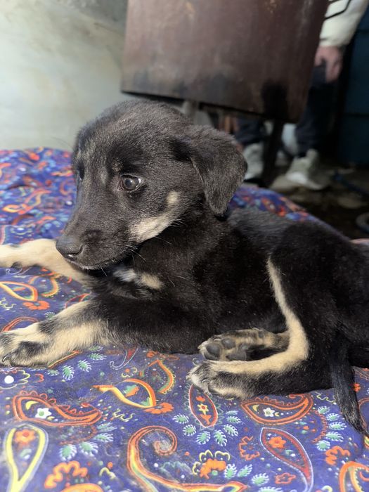 Отдам щенка в добрые руки