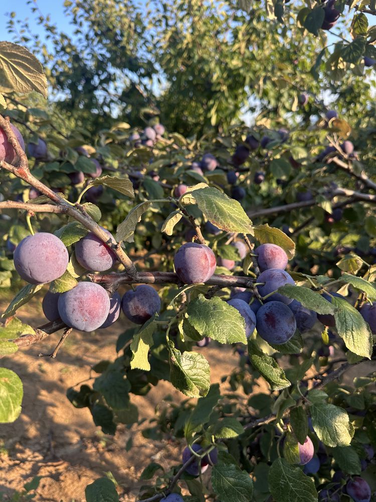 Prune Tuica D arjan / D agen