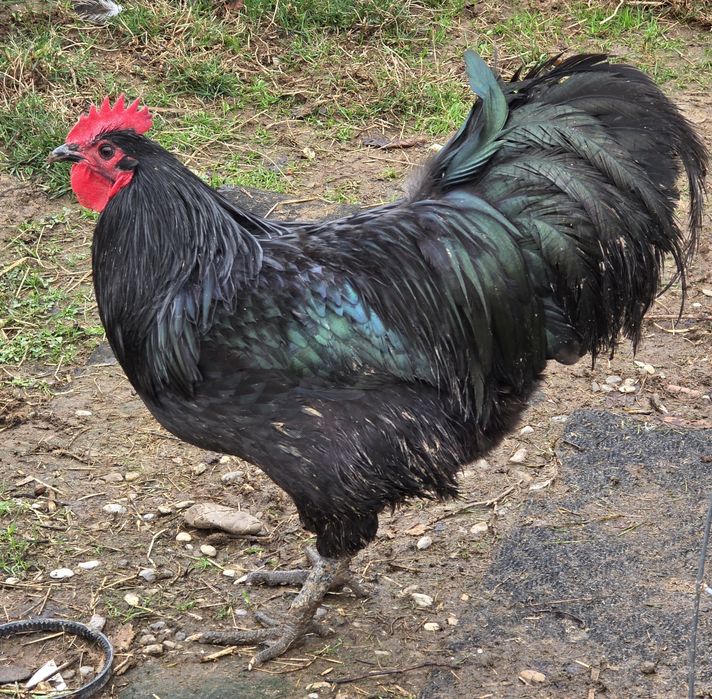 Vand Cocoși Australorp Negru