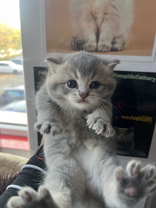 British shorthair cu pedigree