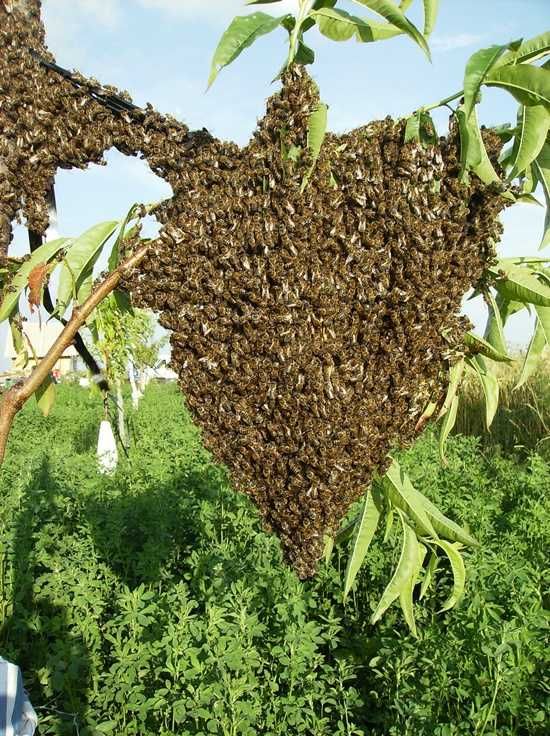 Vand familii de albine  roi naturali .