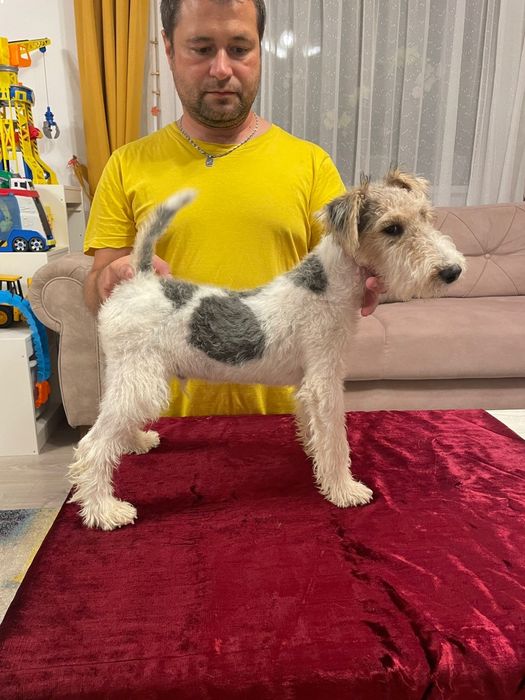 Fox Terrier sârmos