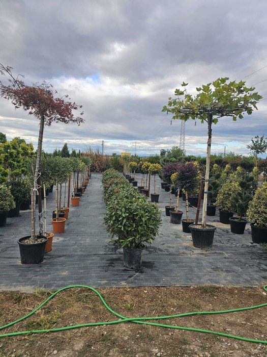 Transport Național și Plantare | Tuia, Tei, Frasini Ornamentali