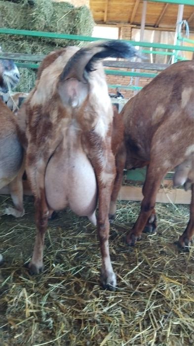 Capra anglo nubian cu pedigre