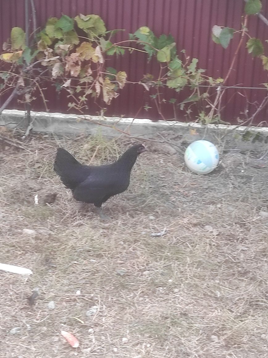 Familie australorp disponibilă