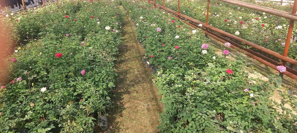 Optim gul kõchatlari