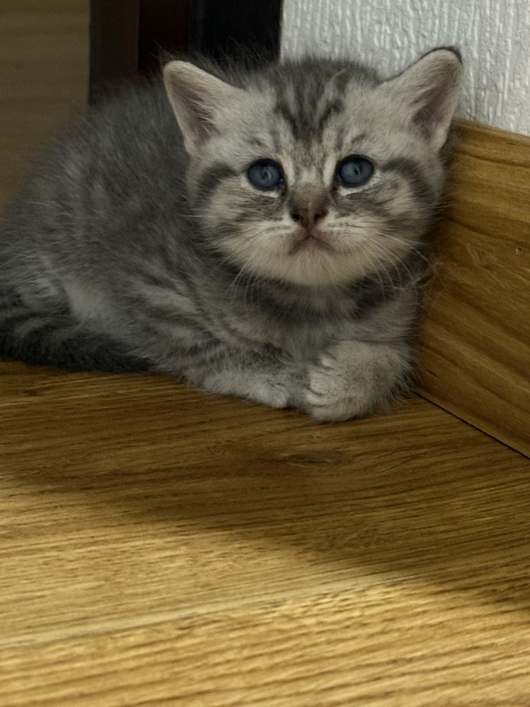 Шотландсике прямоухие котята