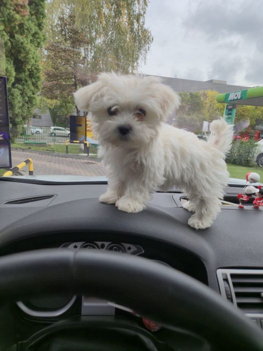 Bichon maltez alb talie mica