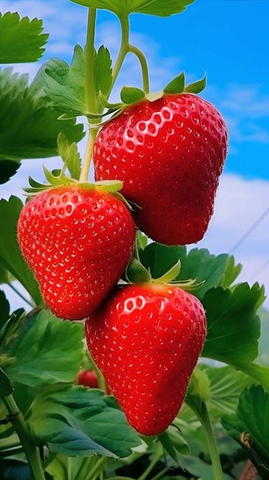 Căpșuni Urcatori Rosi