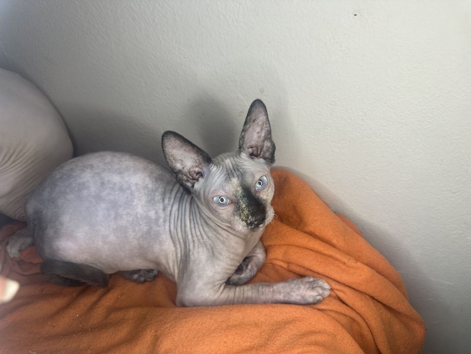 Канадски сфинкс котенца женски