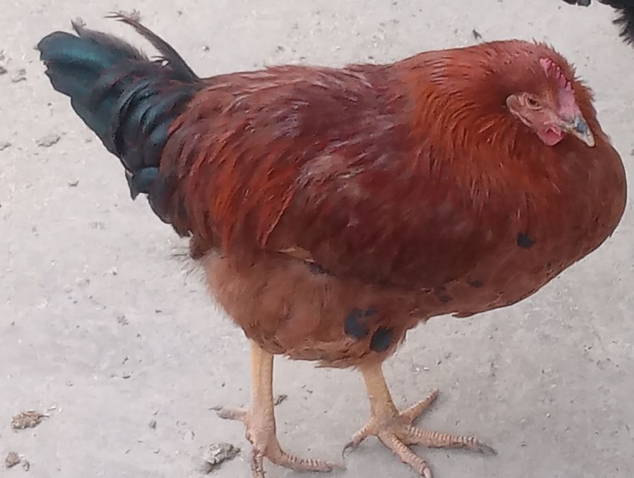 Xoroz va tovuqlar sotiladi.