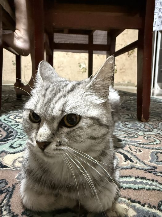 Шотланд әдемі үй мысығы сатылады