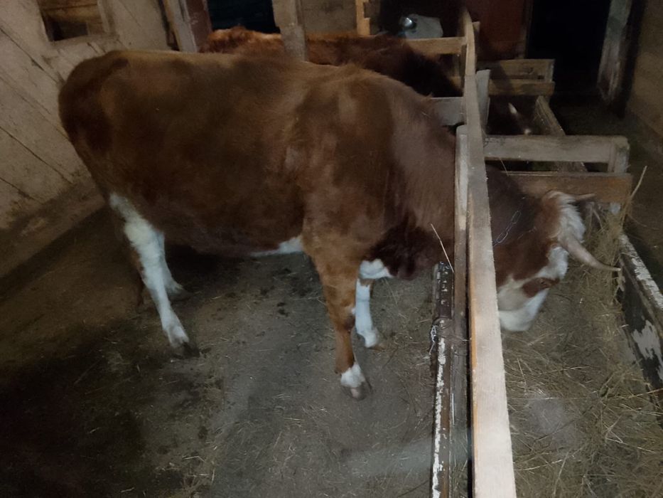 Продам корову