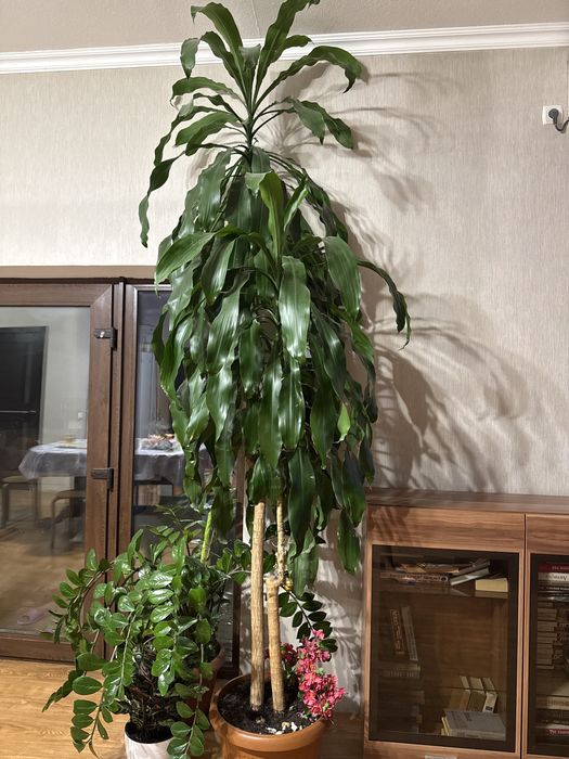 Продам комнатное растение Драцена (Dracaena marginata)