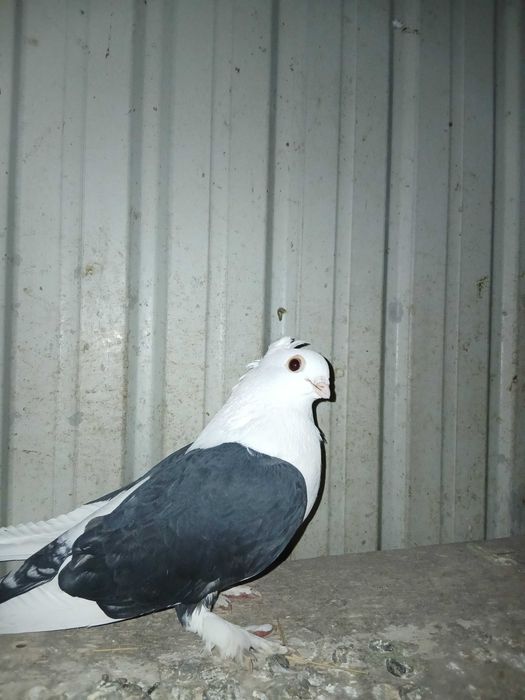 Vând sau schimb satinet