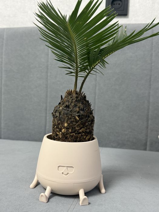 Продам цикас красивый