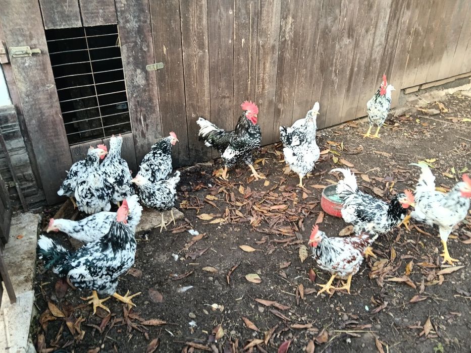 Pita pinta asturiana