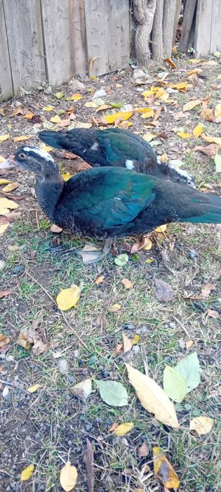 Porumbei jucători gălățeni / schimb și cu alte rase