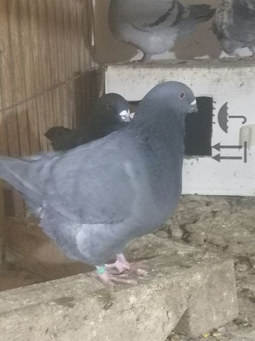 Porumbei american AGH