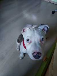 Amstaff blue pui de vanzare