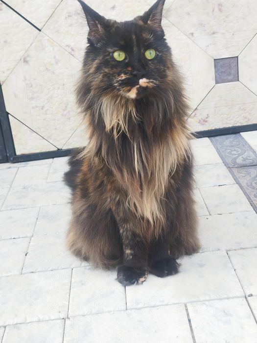 Отдам кошку Мейн Кун