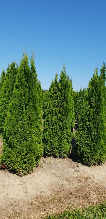 Poze reale 100% tuia (thuja)