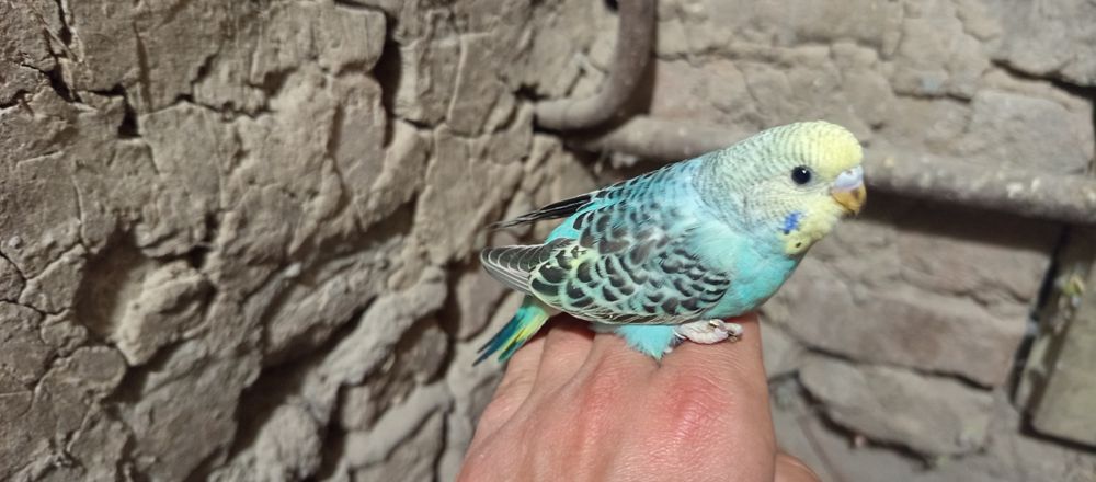 продам молодых птенцов попугаев для ручных