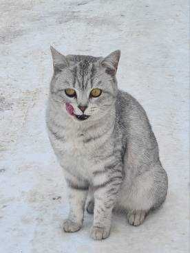 Кто потерял кота летом, начало осени.